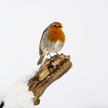 Robin
