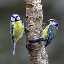 Blue Tits