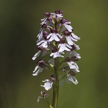 Lady Orchid {Orchis purpurea}