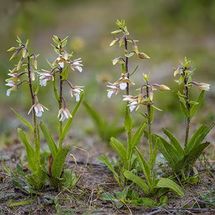 Marsh Helleborine {Epipactus palustris}