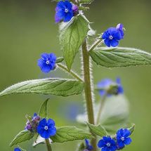 Green Alkanet {Pentaglottis sempervirens}
