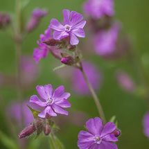 Pink Campion {Silene dioica}