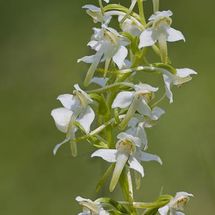 Greater Butterfly Orchid {Plantanthera chiorantha}