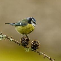 Blue Tit