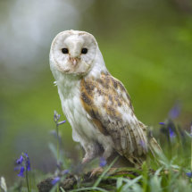 Barn Owl