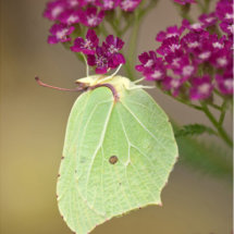 Brimstone Butterfly