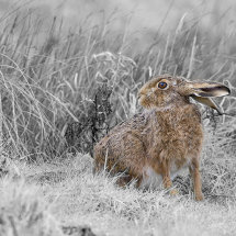 Brown Hare