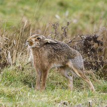Brown Hares stretching