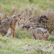 Brown Hares