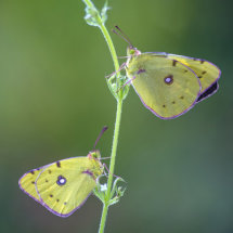 Clouded Yellow Butterfly
