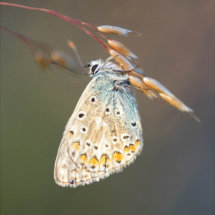 Common Blue Butterfly