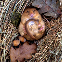 Hazel Dormouse