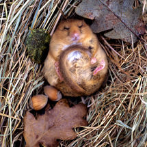 Hazel Doremouse