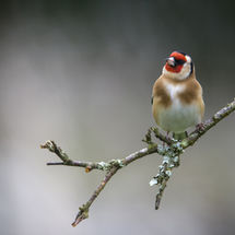 Goldfinch