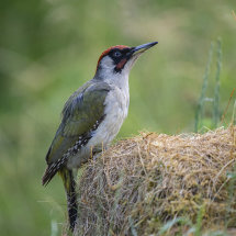 Green Woodpecker