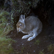 Mountain Hare