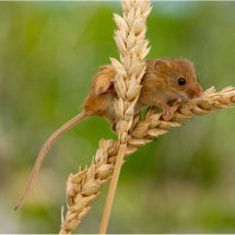 Harvest Mouse