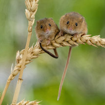 Harvest Mice