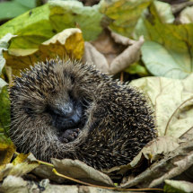 Hedgehog in autumn leaves