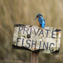 Kingfisher