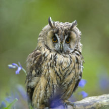 Long eared owl