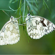 Marbled White Butterfly