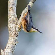 Nuthatch