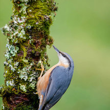 Nuthatch