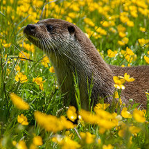 Otter