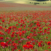 Poppy field