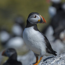 Puffin