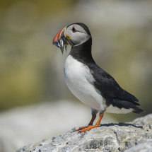 Puffin