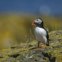 Puffin