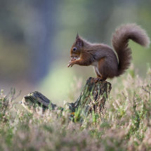 Red Squirrel