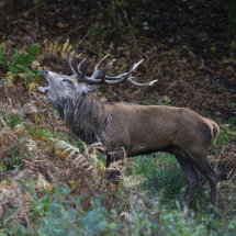 Red Deer Stag