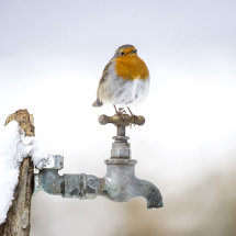 Robin on garden tap