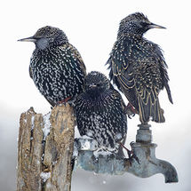 Starlings on garden tap