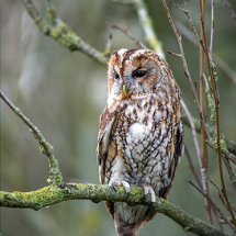 Tawny Owl