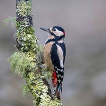 Great Spotted Woodpecker
