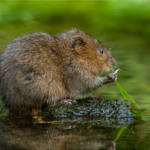 Water Vole