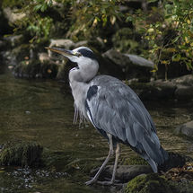 Grey Heron