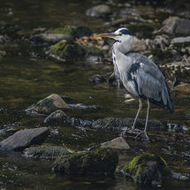 Grey Heron