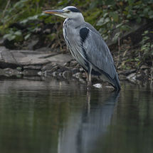 Grey Heron