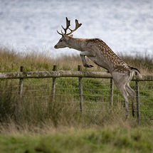 Fallow Deer stag.