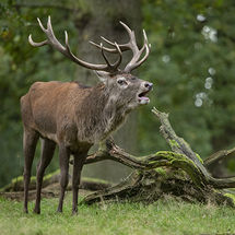 Red Deer Stag