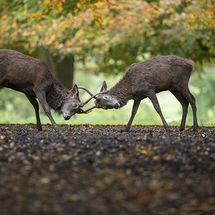Red deer - young males