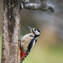 Great Spotted Woodpecker