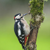 Great spotted Woodpecker
