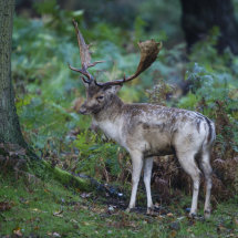 Fallow Deer
