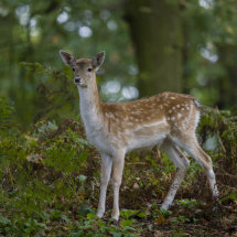 Young Fallow Deer